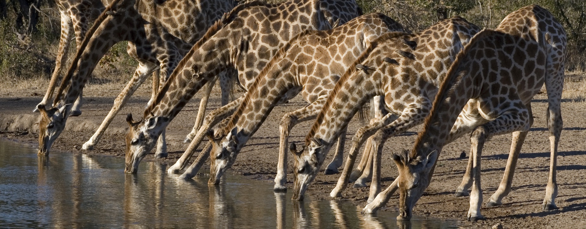 Marvel at Africa's astonishing wildlife